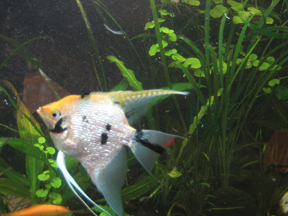 Schwebeteilchen Aquarium Forum