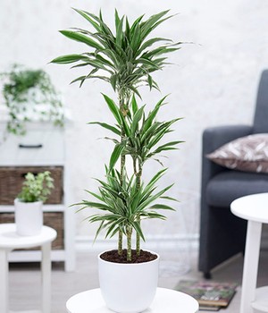 Dracena �Warneckei� ca. 130 cm hoch (1 Pflanze)