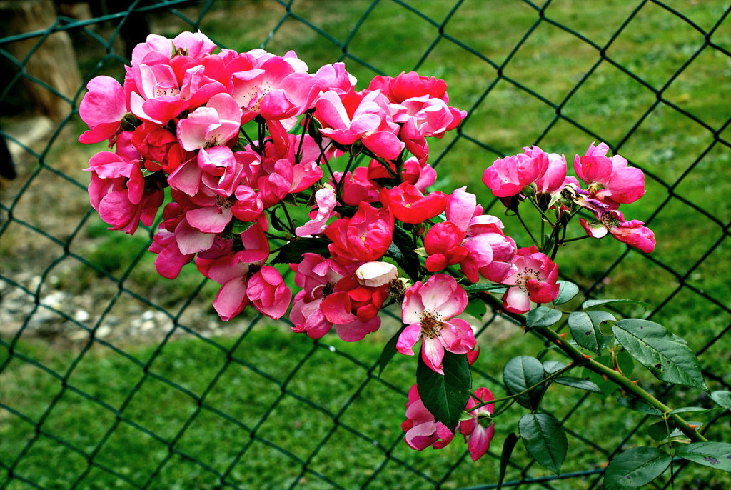 Wer kennt diese Rose - Garten: Gartenforum.de