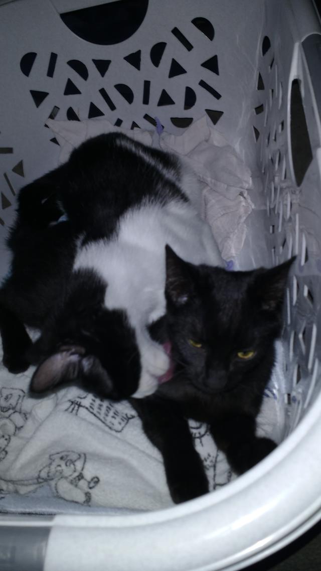 Von Katzen und Kindern - Seite 15 | MietzMietz.de - Das Katzenforum