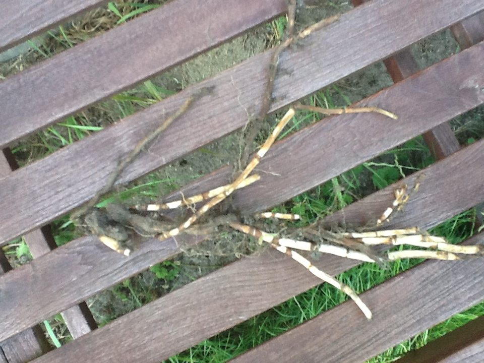 Hilfe ist das ein Bambus? Garten Gartenforum.de