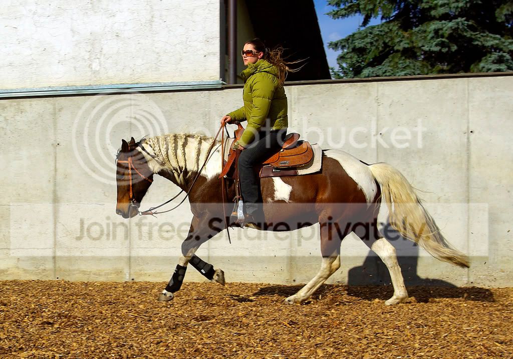 Wie Reitet Man Ein Pferd Durchs Genick