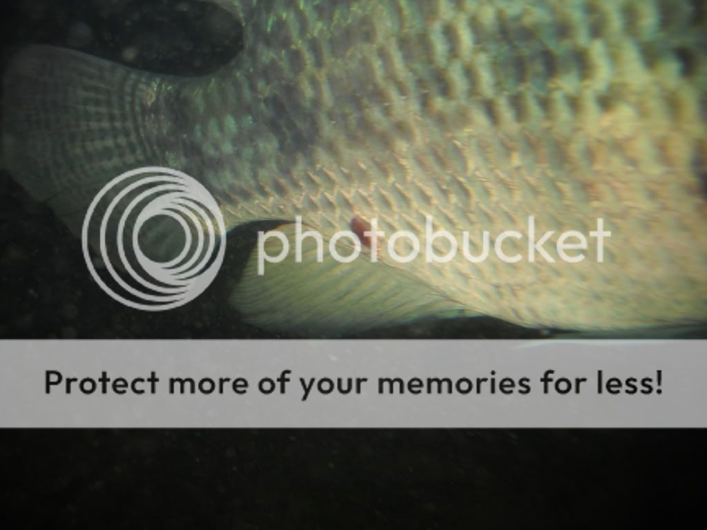 tilapia mit karpfenlaus? Aquarium Forum