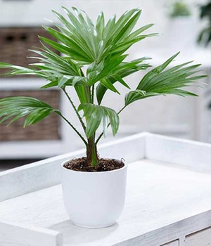Palme �Livistona Rotundifolia� (1 Pflanze)