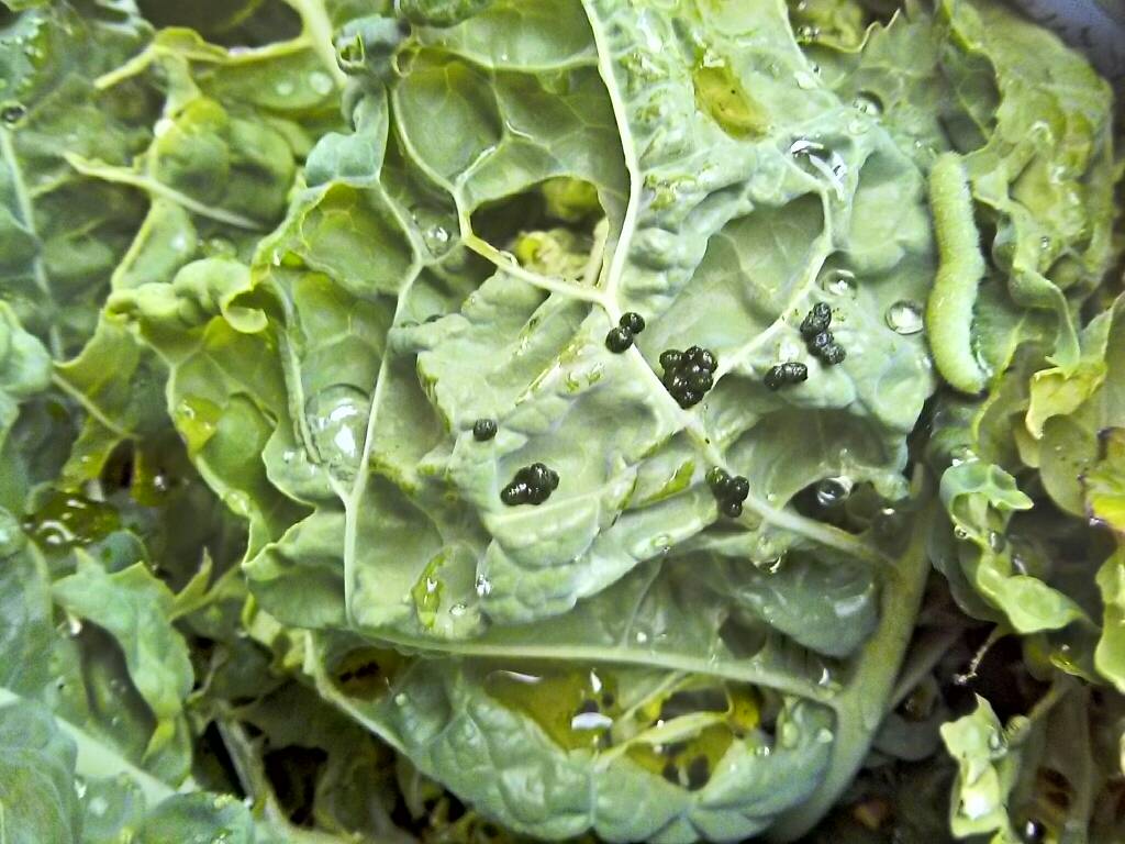 Ist das Kot auf dem Wirsing? - Garten: Gartenforum.de