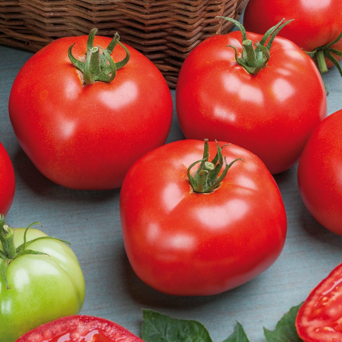 Tomaten (Stabtomaten) Phantasia, F1