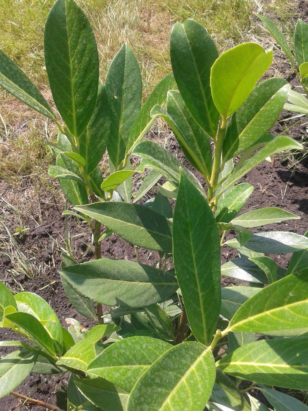Kirschlorbeer welche Sorte ist das? Garten Gartenforum.de