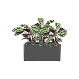 Elho Pure Soft Brick Long Wheels 80 - �bertopf - Anthrazit - Drinnen & Drau�en  - L 39 x W 79 x H 39 cm