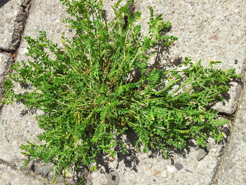 Welches Unkraut zum Henker ist das? - Garten: Gartenforum.de
