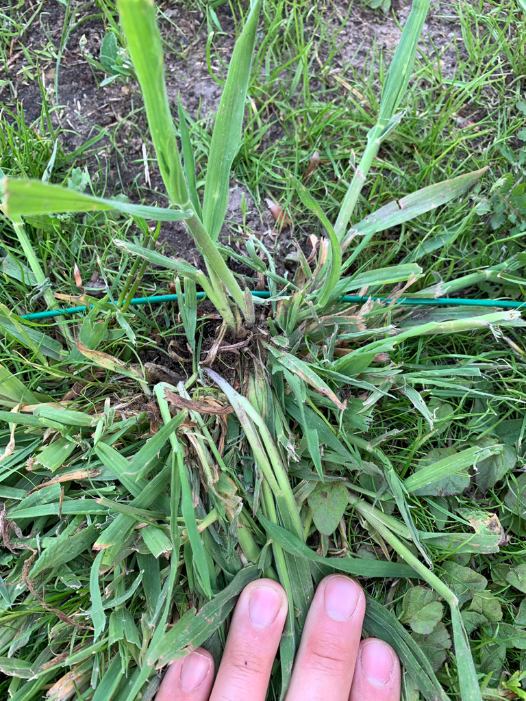 Was ist das im Rasen? - Garten: Gartenforum.de