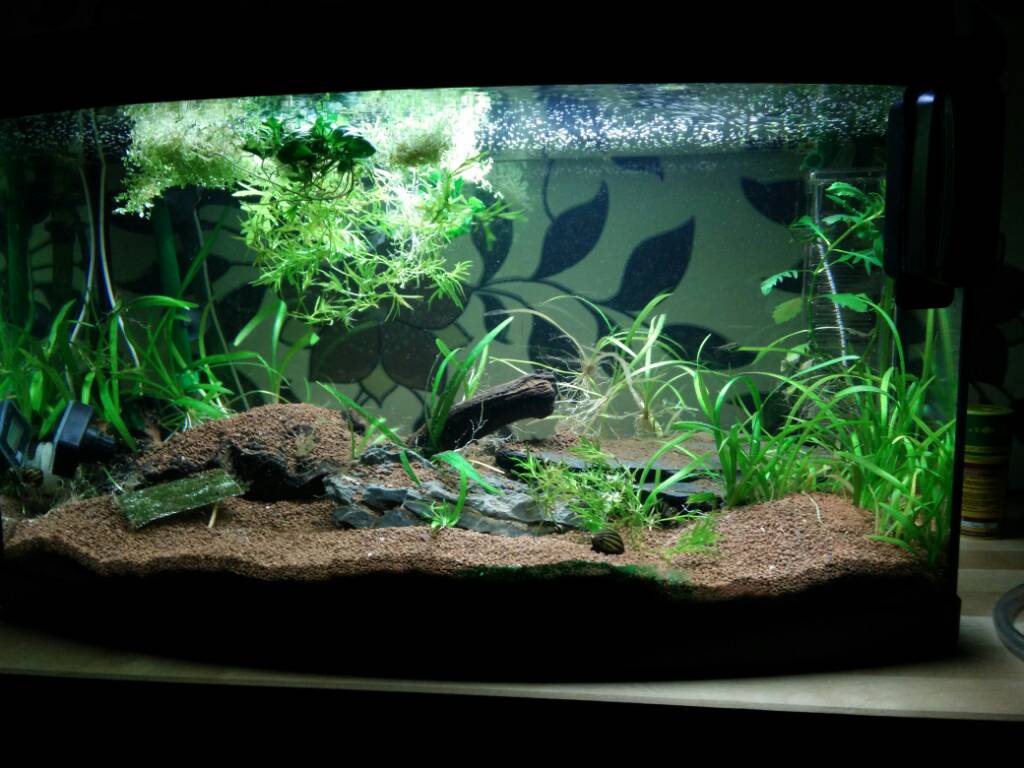 Suche neues Zuhause für 60 Liter Aquarium - Aquarium Forum