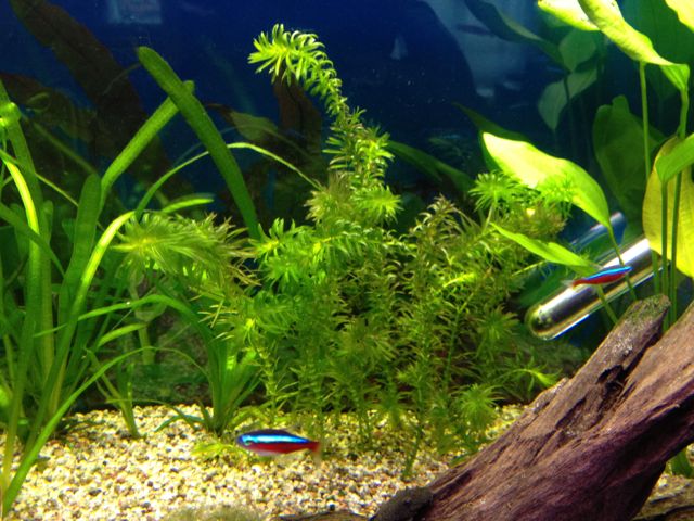 Immer wieder Algen :( - Aquarium Forum