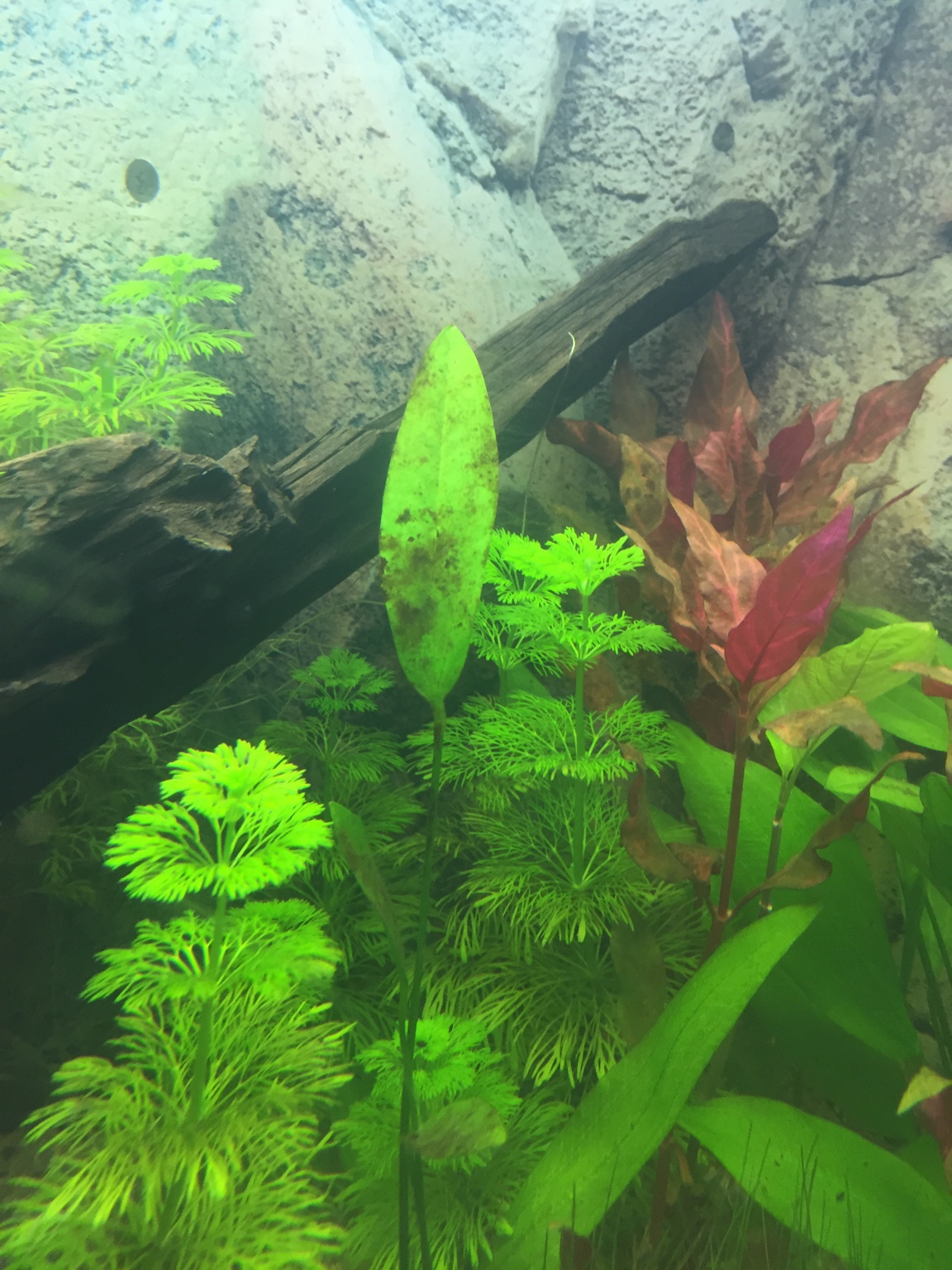 Algen Welche Algen sind das und was kann ich tun? - Aquarium Forum