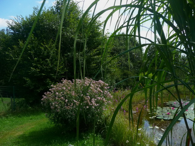 Fotowettbewerb 2010: Bäume und Sträucher - Garten: Gartenforum.de
