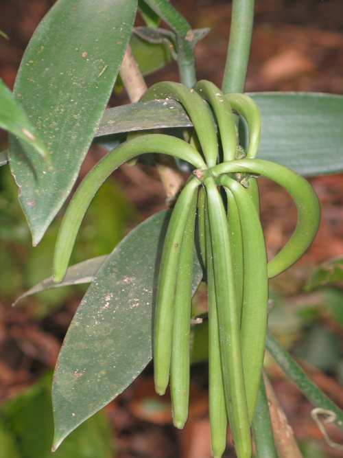 Echte Vanille! / Vanilla planifolia - Garten: Gartenforum.de