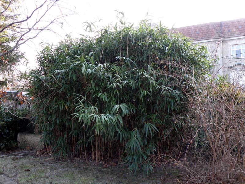 Hoher, möglichst immergrüner Sichtschutz Garten