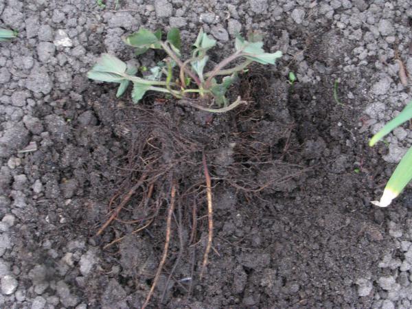 [Erdbeeren] Erdbeerpflanzen gehen teilweise ein - Bitte um Rat - Garten