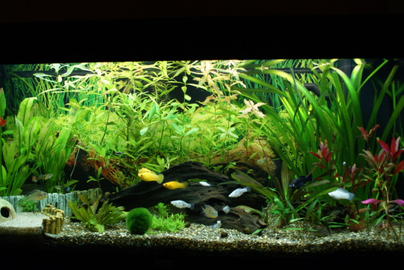 Mein 180 Liter Aquarium! - Seite 2 - Aquarium Forum