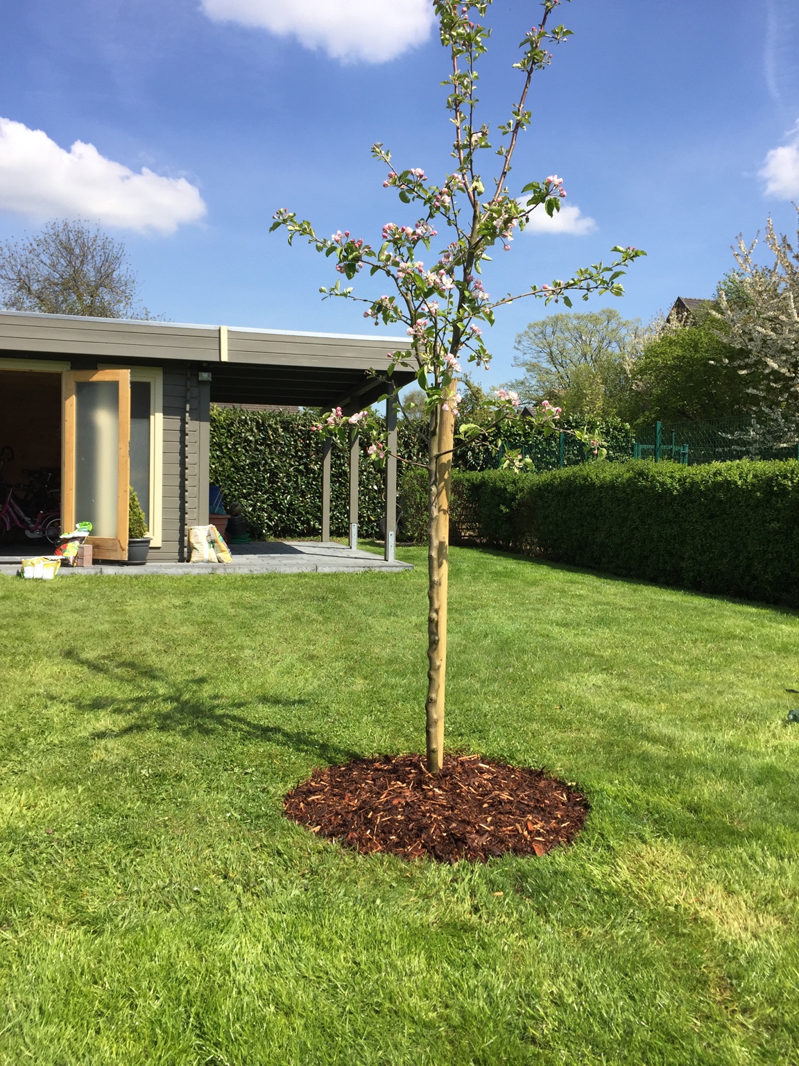 [Äpfel] Der erste Baum im Garten..?!? Garten Gartenforum.de