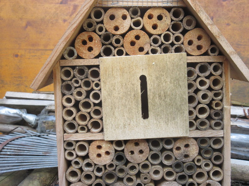 Welche Blumen setzen um Bienen,Hummeln im Frühjahr zur