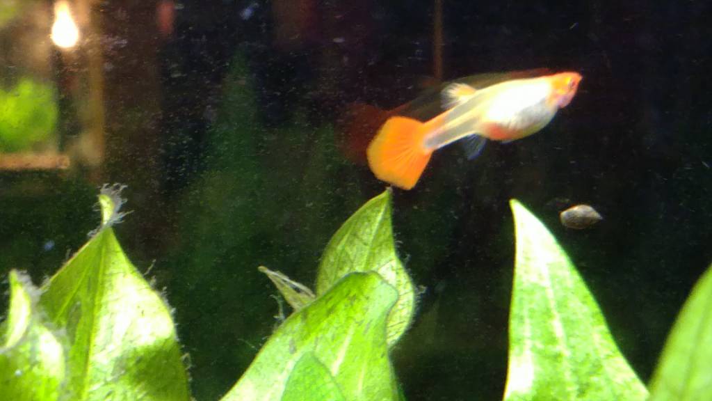 Guppyweibchen kurz vor Geburt? Aquarium Forum