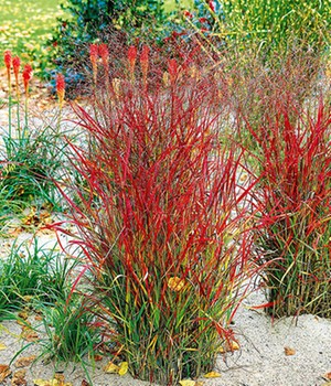 Ziergras �Roter Strahl� (1 Pflanze)
