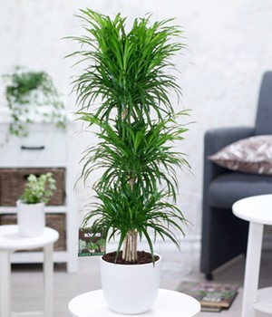 Dracena reflexa �3 Etagen� ca. 100-120 cm hoch (1 Pflanze)