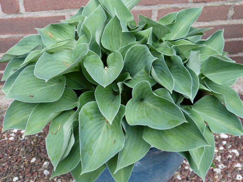 Unsere Hosta 2013 - Garten: Gartenforum.de