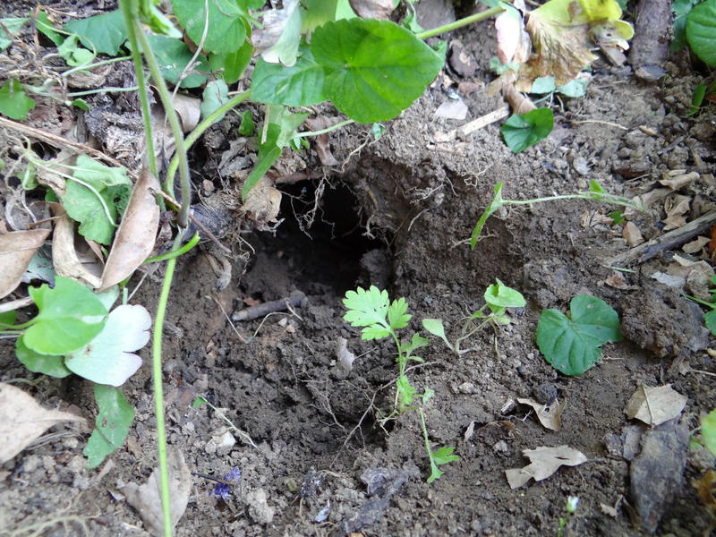 Loch im Beet was wohnt da???? Garten Gartenforum.de