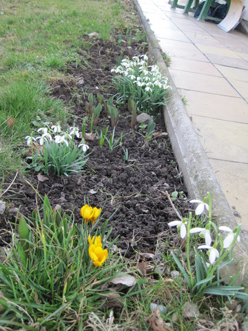 Tulpen, Krokusse, Narzissen, wie zusammenstellen? Garten Gartenforum.de
