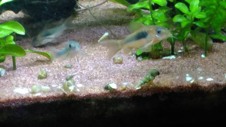 Plauderthread Panzerwelse - Aquarium Forum