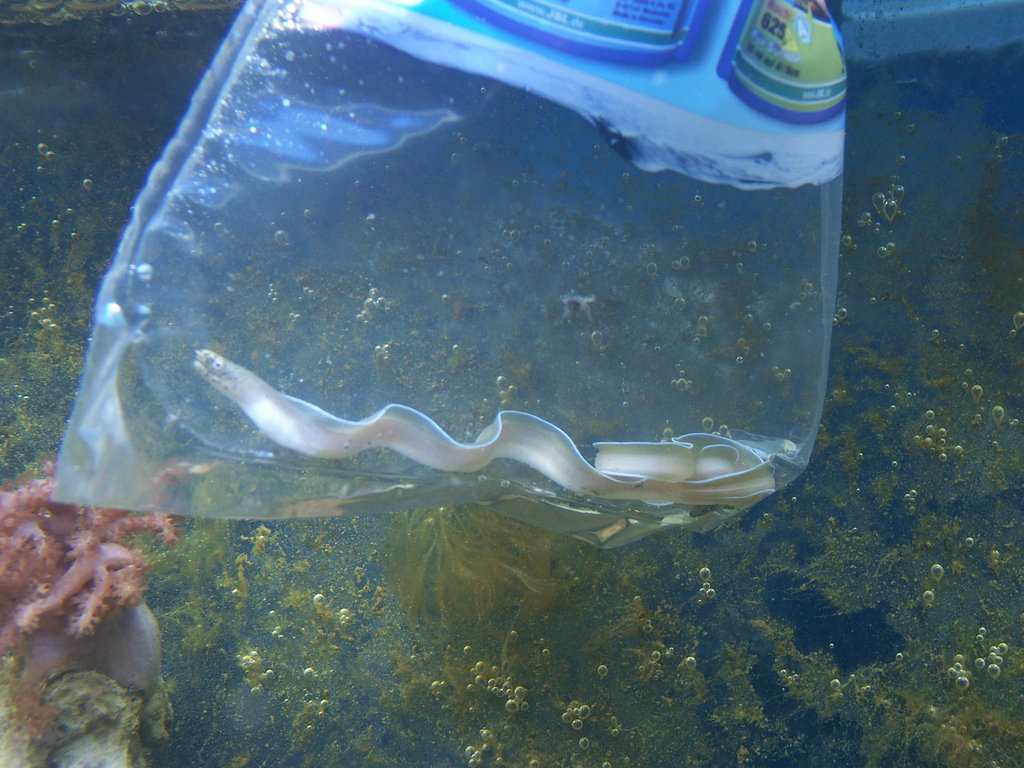 Wann Salz Ins Wasser Ich habe auch Salz im Wasser... - Seite 4 - Aquarium Forum