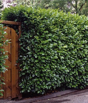 Kirschlorbeer-Hecke ca. 40 cm hoch (1 Pflanze)
