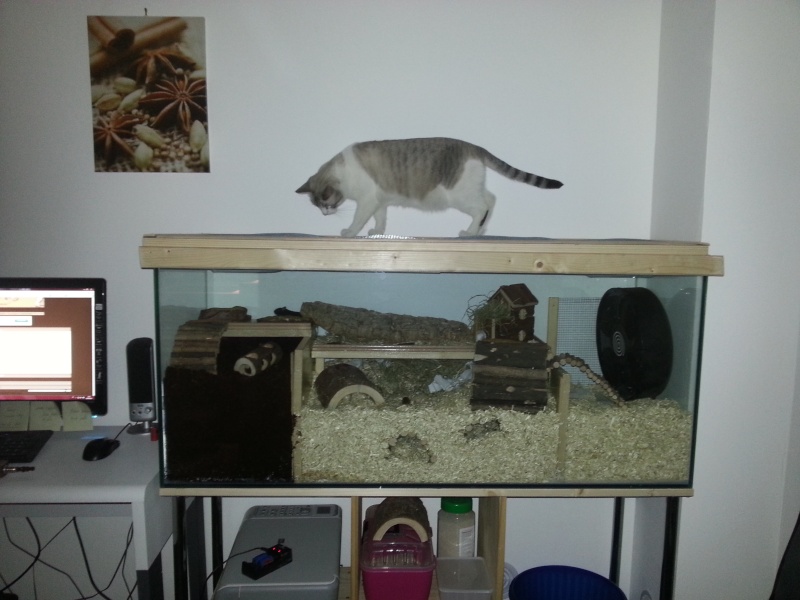 [Aquarium] I would like to improve my aquarium in decembre www.das