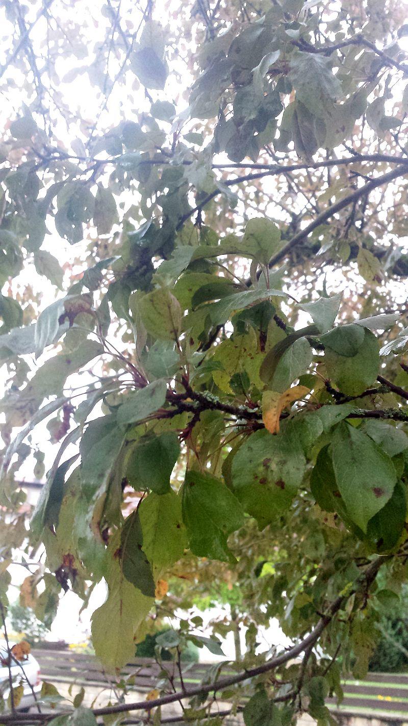 Schwarze Äpfel Am Baum