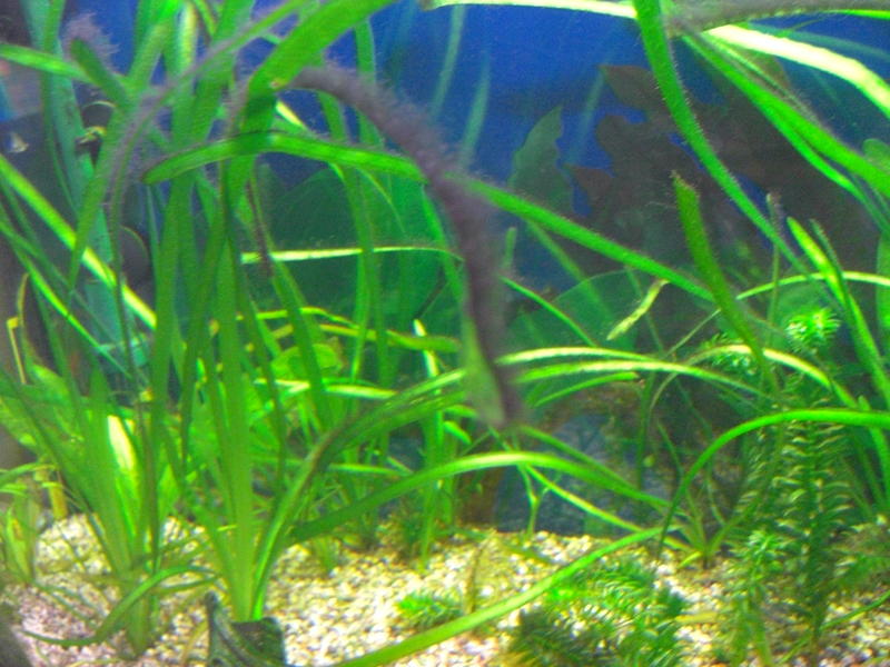 Immer wieder Algen :( - Aquarium Forum