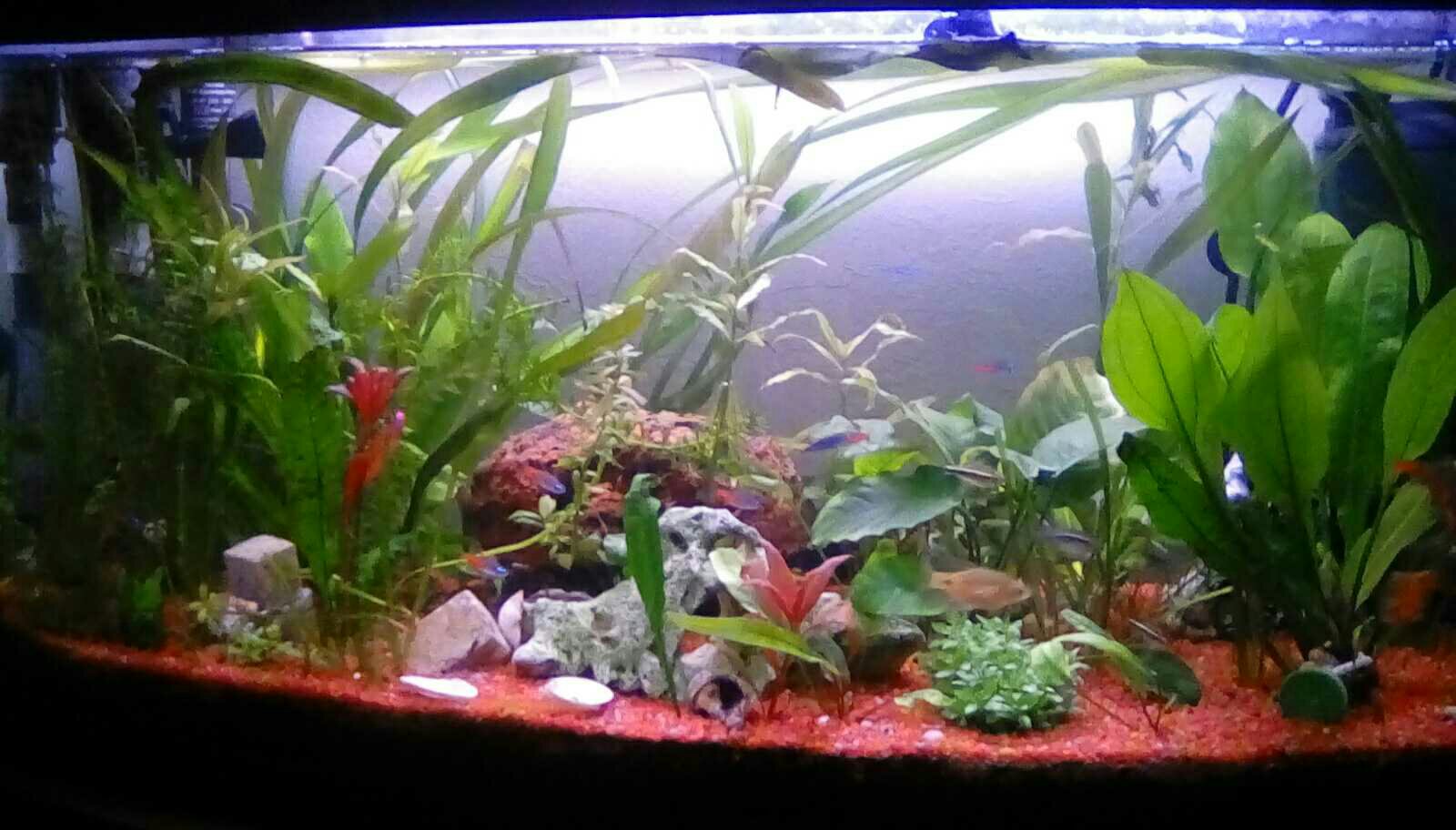 Aquarien Forum Aquarien Forum