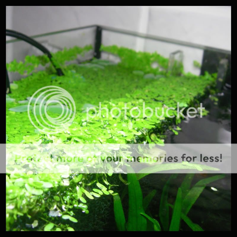 Mein “Bad-Aquarium“ - Aquarium Forum