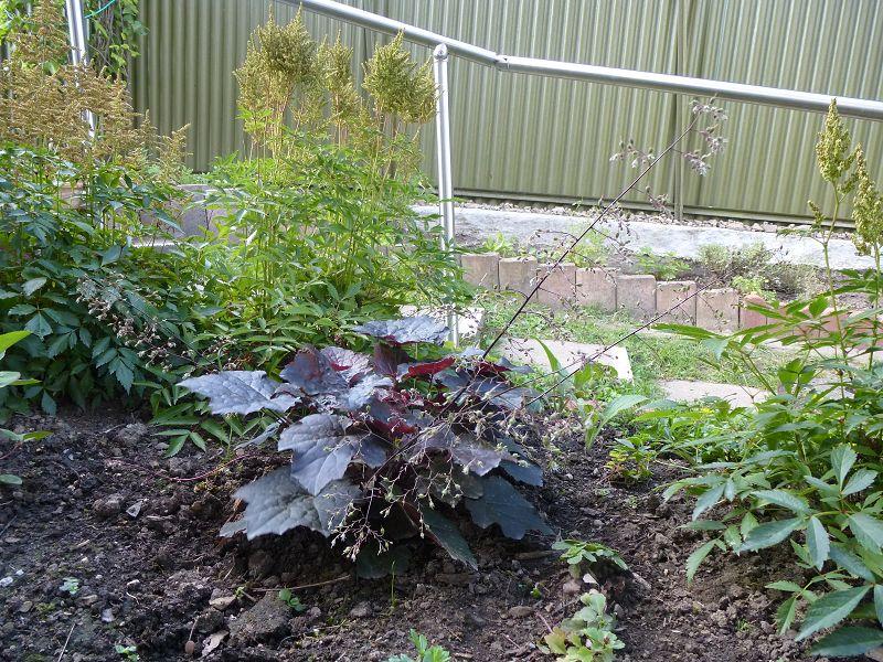 unbekannte Blumen und Pflanzen im Garten - Garten: Gartenforum.de