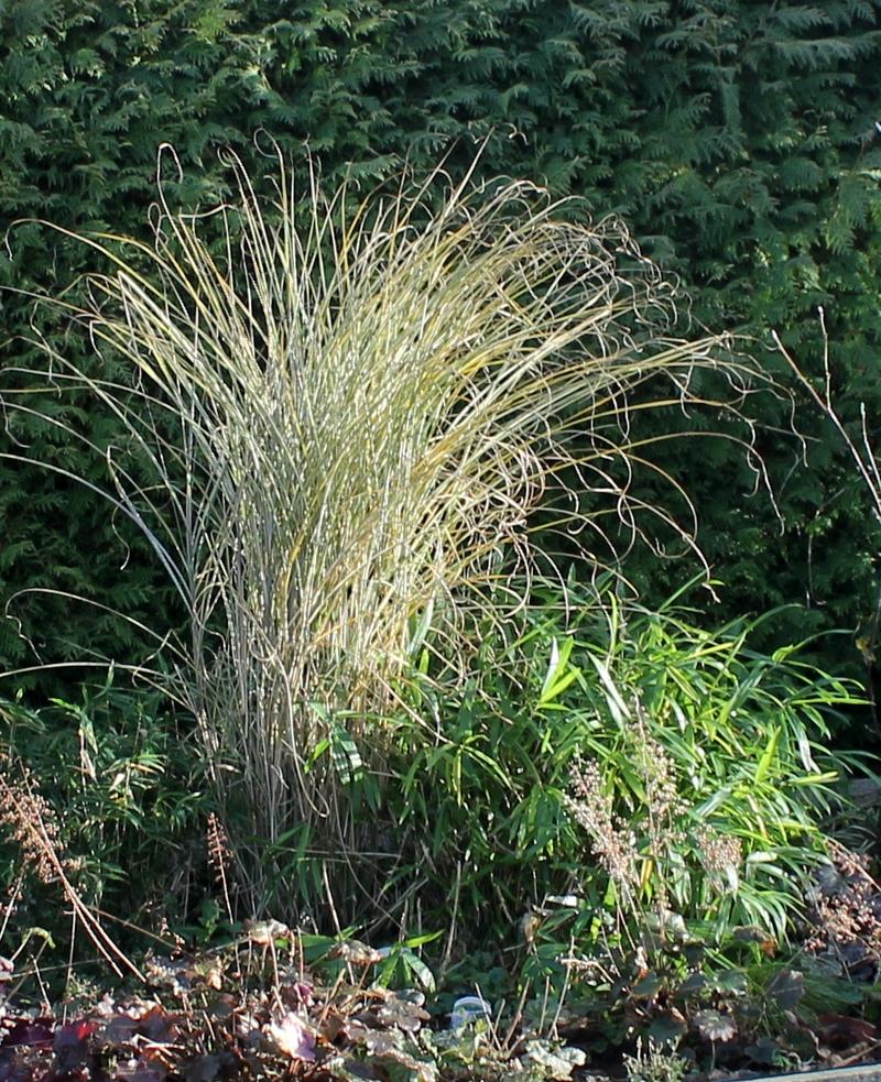 Der Gräser-Thread - Seite 2 - Garten: Gartenforum.de