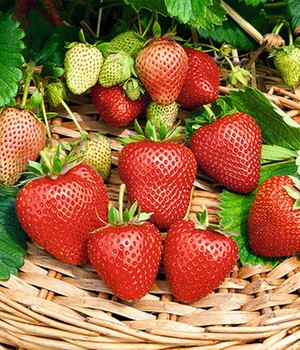 Immertragende Erdbeere �Buddy�� (3 Pflanzen)