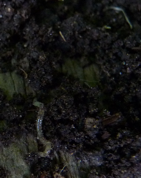 Feinste, kleine Würmchen im Kompost schädlich? Garten Gartenforum.de