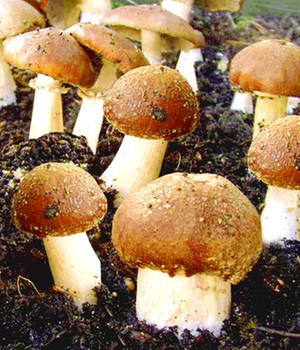 Garten-Pilze Braunkappen Set (1 Komplett-Set)