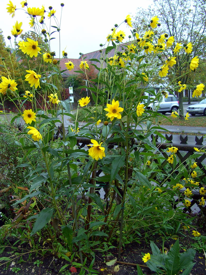 Kann das Topinambur sein? Sonnenblumen sind es nicht! Garten