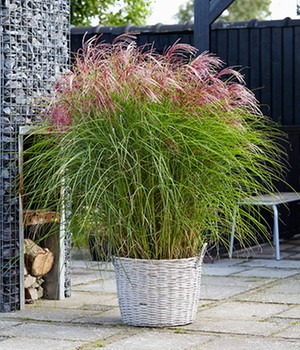 Miscanthus �Red Cloud�� (1 Pflanze)