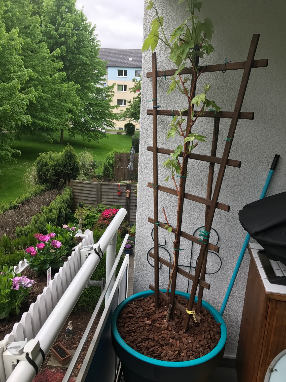 [Wein] Wein im Kübel Kräuter dazu setzen? Garten Gartenforum.de
