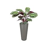 Elho Pure Straight Round 35 - Blumentopf - Steingrau - Drinnen & Drau�en  - � 35 x H 33.5 cm