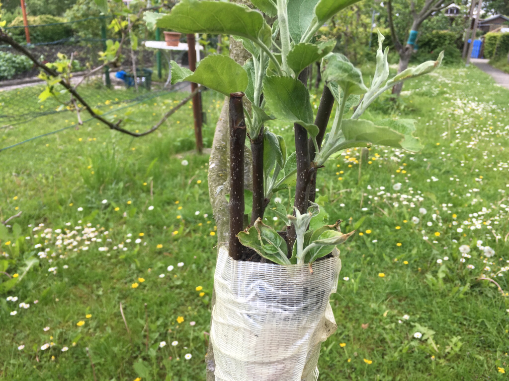 [Äpfel] Apfelbaum veredeln wer hats schon mal probiert