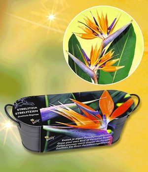 Buzzy �Strelitzie� (1 Komplett-Set)