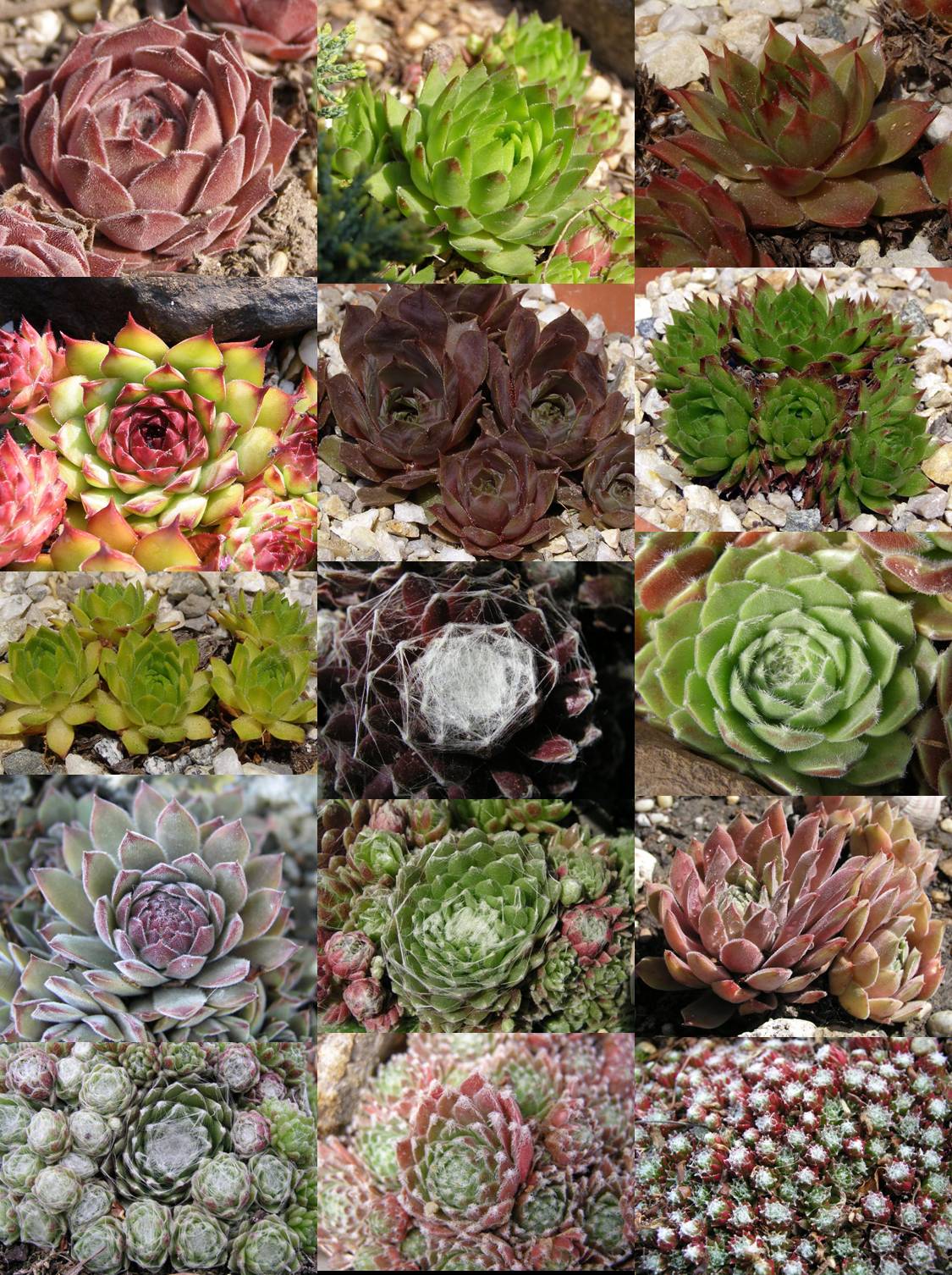 Farbenfrohe Sempervivum - Garten: Gartenforum.de